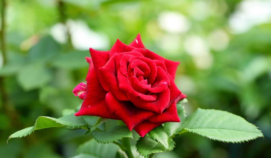 Обои цветок, роза, бутон, красная роза, flower, rose, bud, red rose разрешение 2048x1438 Загрузить