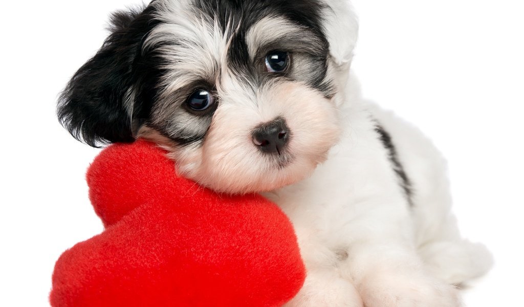 Обои собака, сердце, щенок, белый фон, valentines day, dog, heart, puppy, white background разрешение 5064x4366 Загрузить