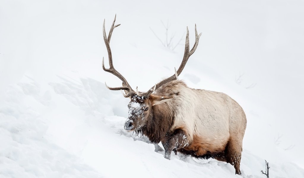 Обои снег, природа, олень, животное, рога, snow, nature, deer, animal, horns разрешение 2048x1365 Загрузить