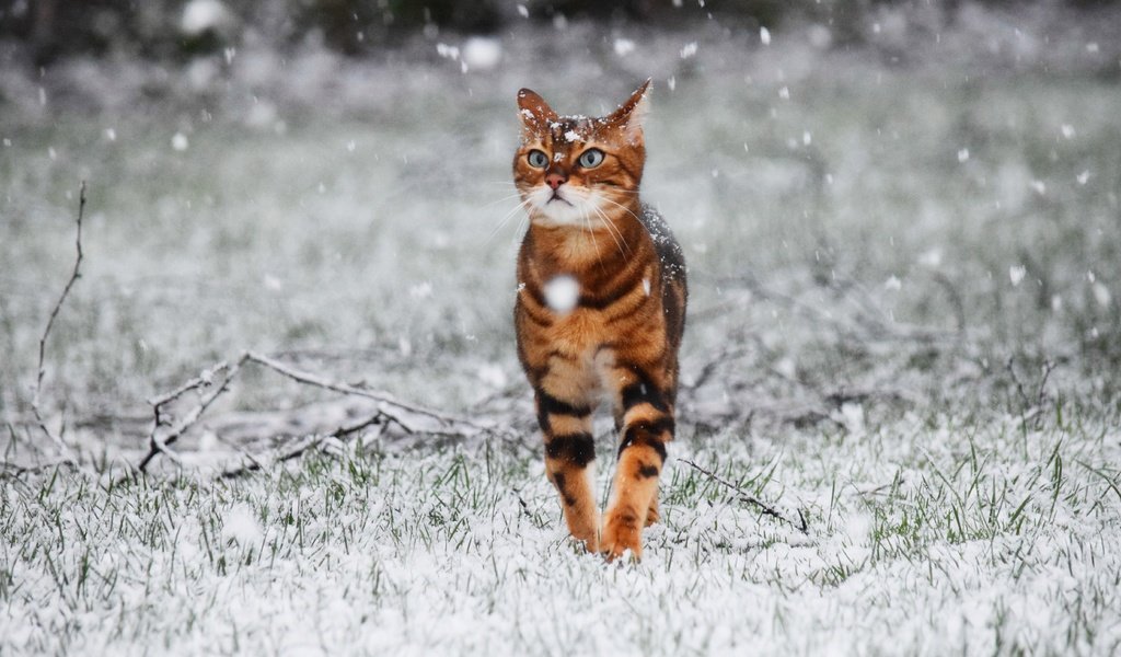 Обои снег, зима, кот, кошка, прогулка, snow, winter, cat, walk разрешение 5490x3660 Загрузить