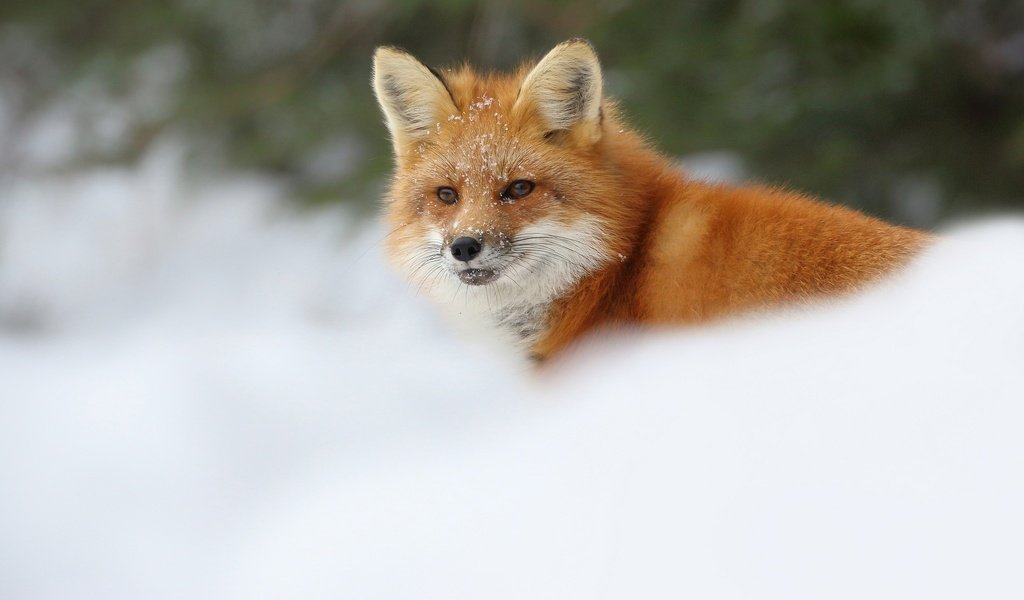 Обои снег, зима, лиса, лисица, snow, winter, fox разрешение 2048x1365 Загрузить