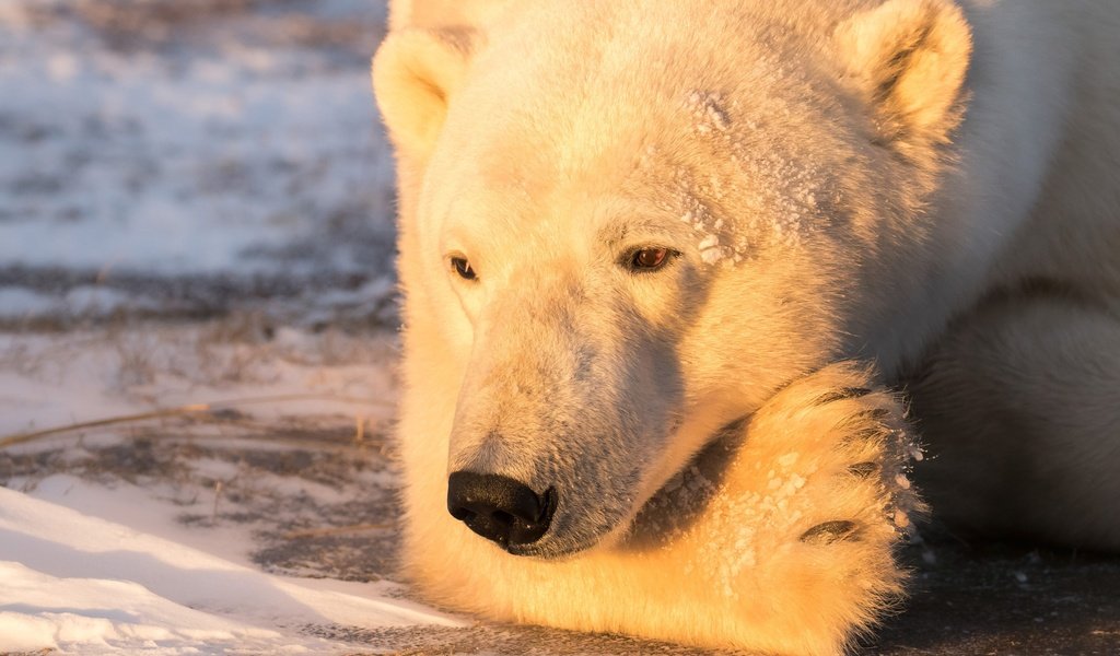 Обои свет, портрет, медведь, белый медведь, задумался, light, portrait, bear, polar bear, thought разрешение 2500x1586 Загрузить