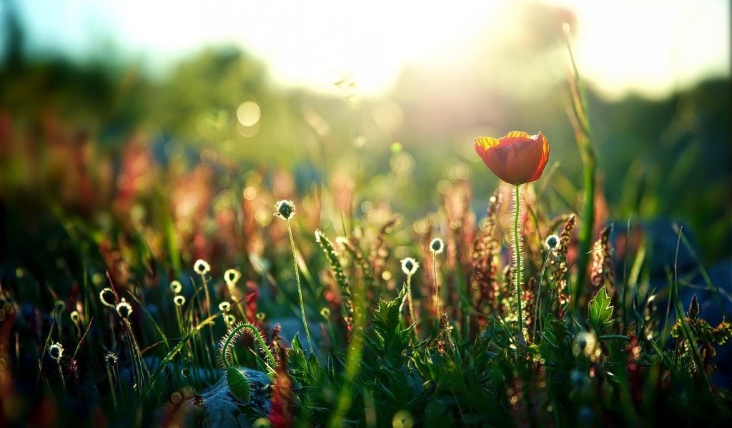 Обои свет, цветы, природа, поле, маки, light, flowers, nature, field, maki разрешение 2048x1232 Загрузить