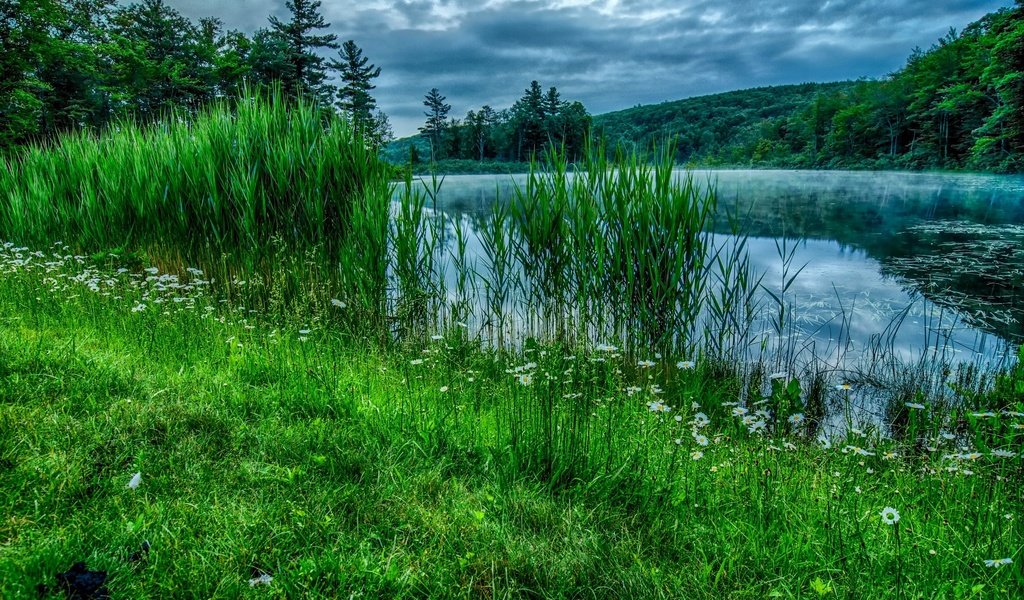 Обои небо, лето, цветы, трава, облака, деревья, река, природа, лес, the sky, summer, flowers, grass, clouds, trees, river, nature, forest разрешение 3021x2000 Загрузить