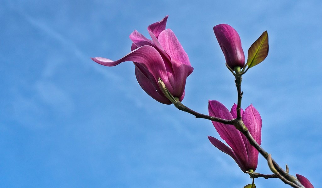 Обои небо, цветы, ветка, весна, магнолия, the sky, flowers, branch, spring, magnolia разрешение 1943x1380 Загрузить