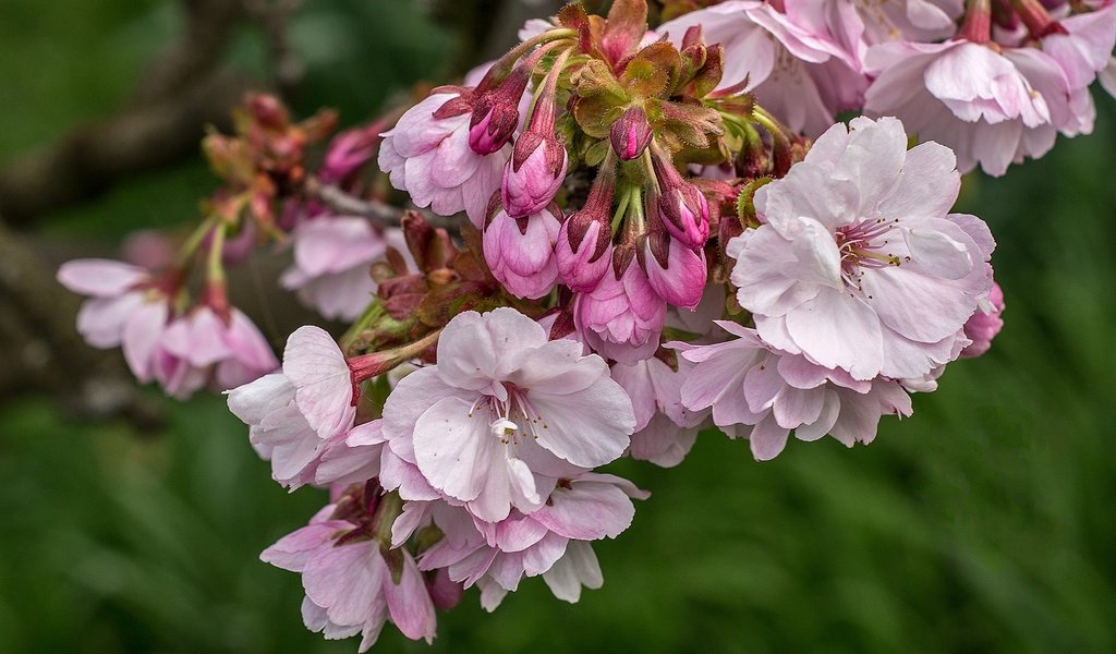 Обои ветка, цветение, весна, розовый, сакура, branch, flowering, spring, pink, sakura разрешение 2048x1315 Загрузить
