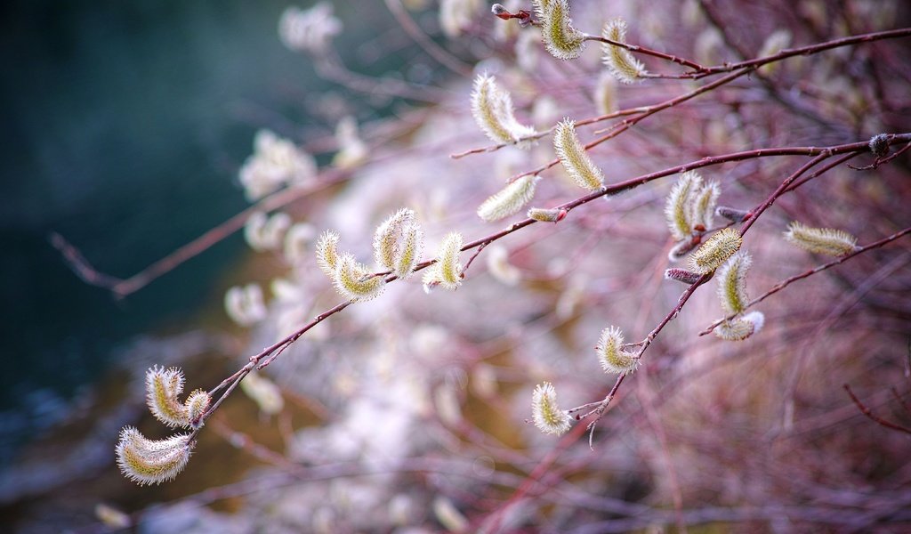 Обои ветка, природа, размытость, весна, верба, branch, nature, blur, spring, verba разрешение 4704x3136 Загрузить