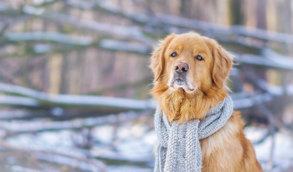 Обои зима, мордочка, взгляд, собака, шарф, золотистый ретривер, winter, muzzle, look, dog, scarf, golden retriever разрешение 4608x3072 Загрузить