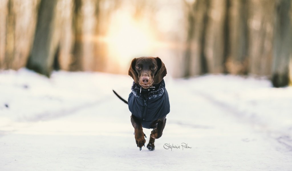 Обои снег, зима, фон, собака, такса, бег, snow, winter, background, dog, dachshund, running разрешение 2048x1365 Загрузить