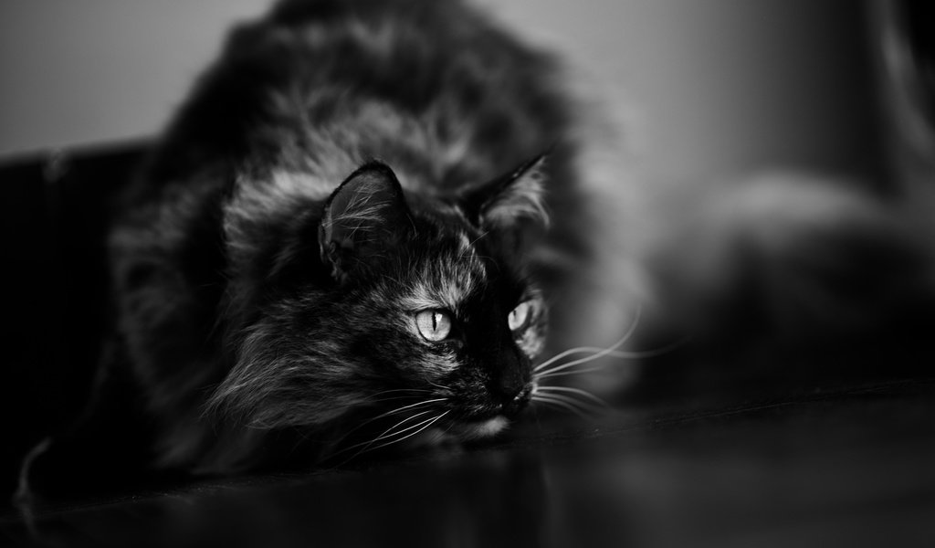 Обои глаза, кот, усы, кошка, взгляд, чёрно-белое, животное, eyes, cat, mustache, look, black and white, animal разрешение 2560x1709 Загрузить