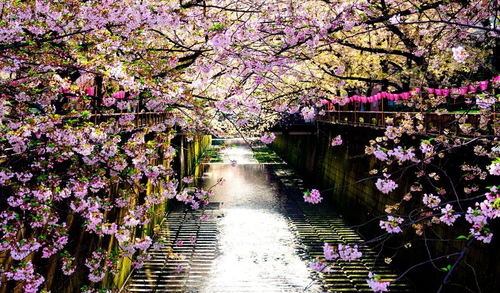 Обои река, цветение, отражение, забор, япония, весна, сакура, river, flowering, reflection, the fence, japan, spring, sakura разрешение 2560x1707 Загрузить