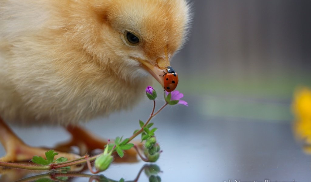 Обои цветы, насекомое, божья коровка, птица, малыш, цыплёнок, курица, flowers, insect, ladybug, bird, baby, chicken разрешение 2048x1365 Загрузить