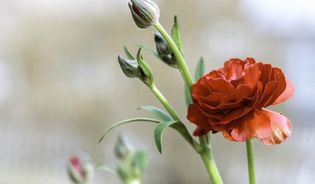 Обои цветы, бутоны, красный, ранункулюс, лютик, flowers, buds, red, ranunculus, buttercup разрешение 2048x1365 Загрузить
