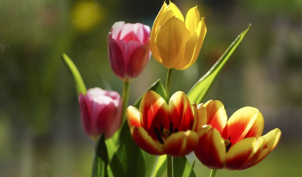 Обои цветы, бутоны, лепестки, тюльпаны, боке, flowers, buds, petals, tulips, bokeh разрешение 1983x1363 Загрузить