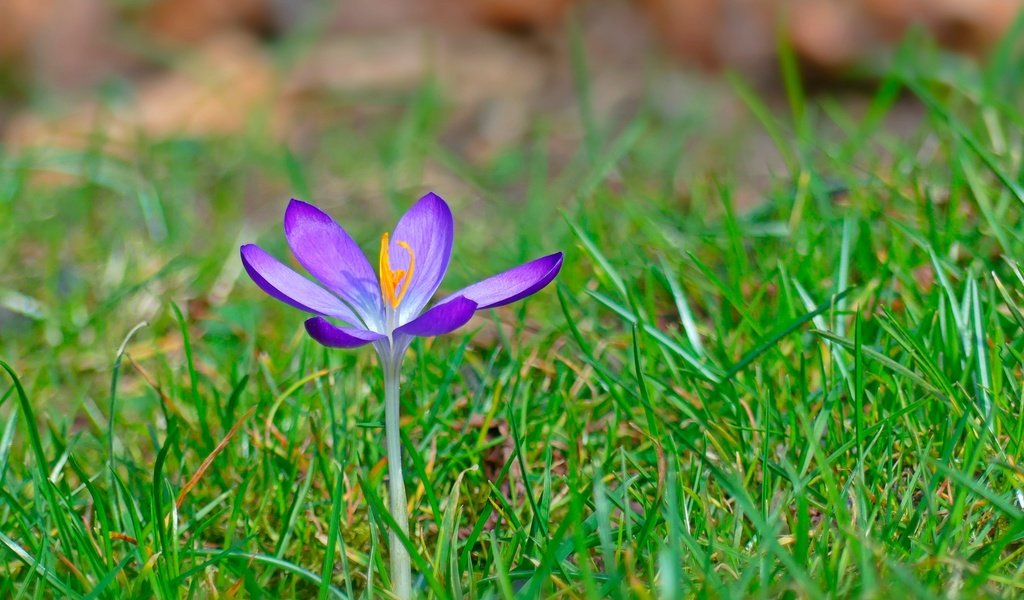 Обои трава, цветок, весна, крокус, grass, flower, spring, krokus разрешение 2880x1819 Загрузить