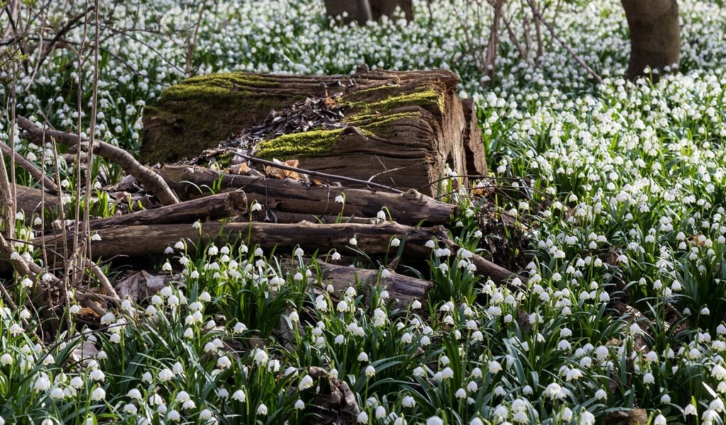 Обои цветы, лес, поляна, весна, подснежники, flowers, forest, glade, spring, snowdrops разрешение 2048x1152 Загрузить