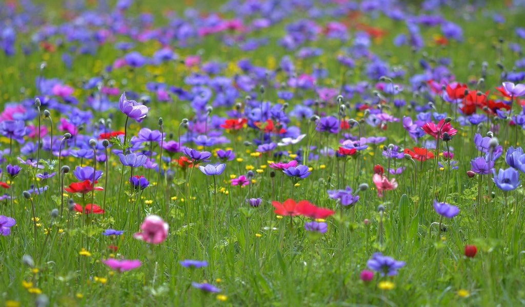 Обои цветы, трава, поле, лето, полевые цветы, анемоны, flowers, grass, field, summer, wildflowers, anemones разрешение 2048x1208 Загрузить