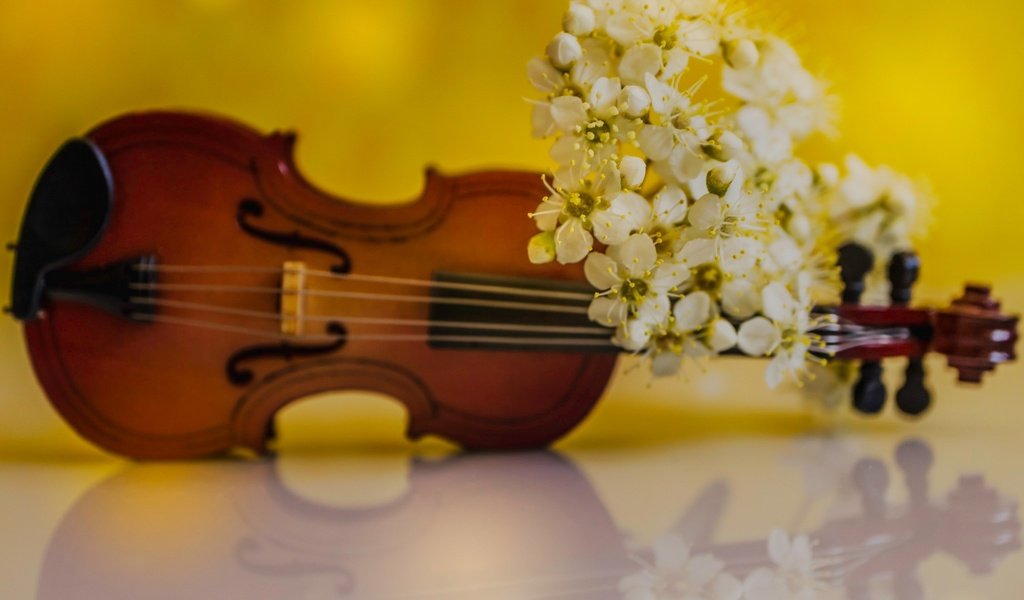 Обои цветы, отражение, скрипка, лепестки, весна, flowers, reflection, violin, petals, spring разрешение 2048x1464 Загрузить