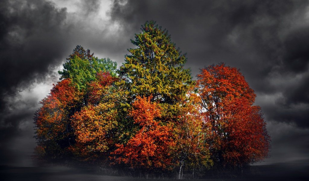 Обои деревья, тучи, фон, поле, разноцветные, осень, чёрно-белый, trees, clouds, background, field, colorful, autumn, black and white разрешение 3000x2000 Загрузить