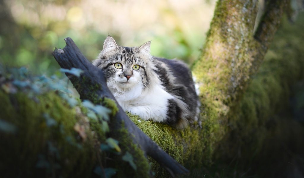 Обои дерево, кот, мордочка, усы, кошка, взгляд, мох, пушистая, tree, cat, muzzle, mustache, look, moss, fluffy разрешение 2048x1365 Загрузить