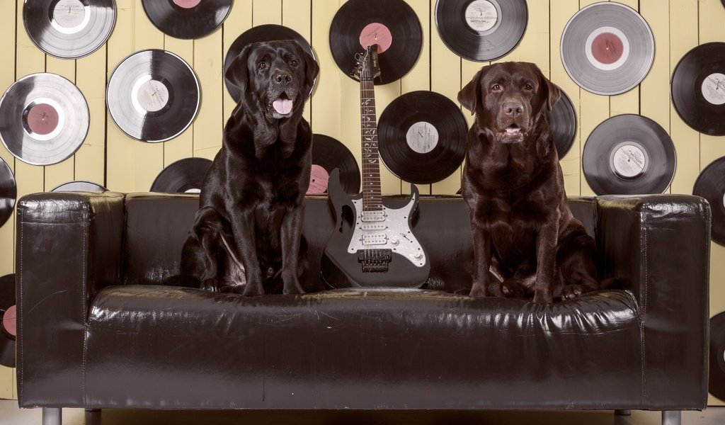 Обои гитара, диван, лабрадор, собаки, пластинки, ретривер, guitar, sofa, labrador, dogs, records, retriever разрешение 3600x2384 Загрузить