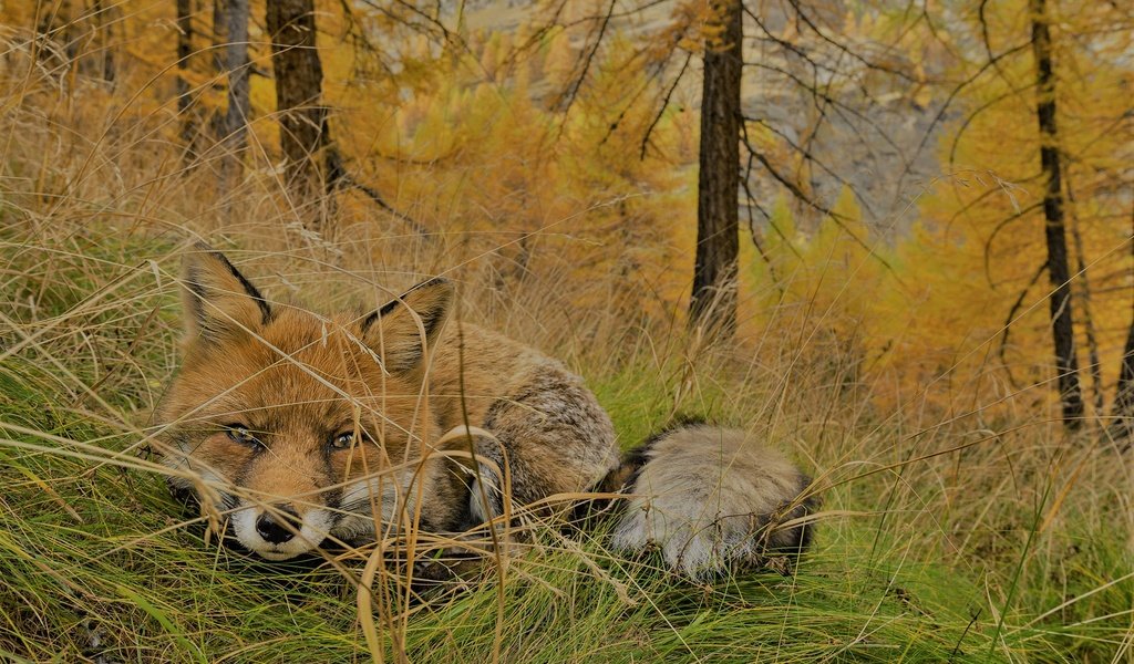 Обои трава, горы, природа, лес, осень, лиса, хищник, змея, grass, mountains, nature, forest, autumn, fox, predator, snake разрешение 2048x1363 Загрузить