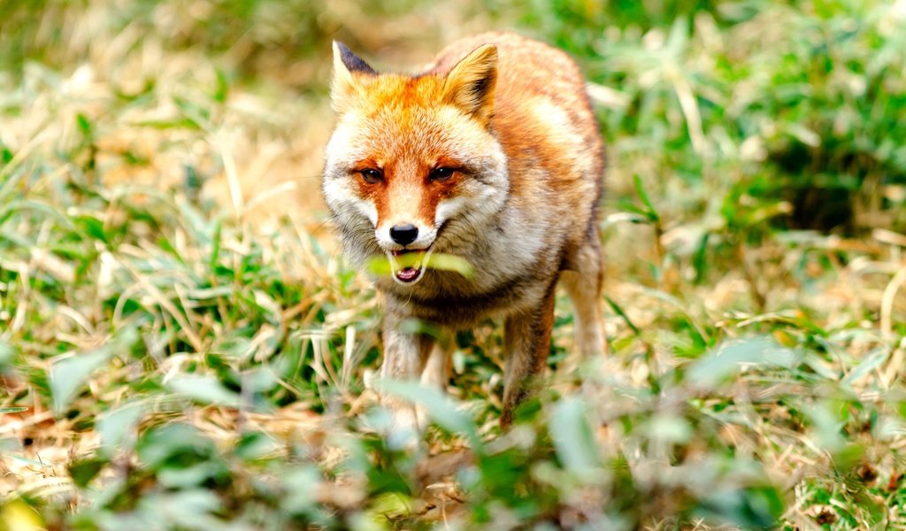 Обои глаза, морда, трава, взгляд, лиса, лисица, животное, eyes, face, grass, look, fox, animal разрешение 3840x2560 Загрузить