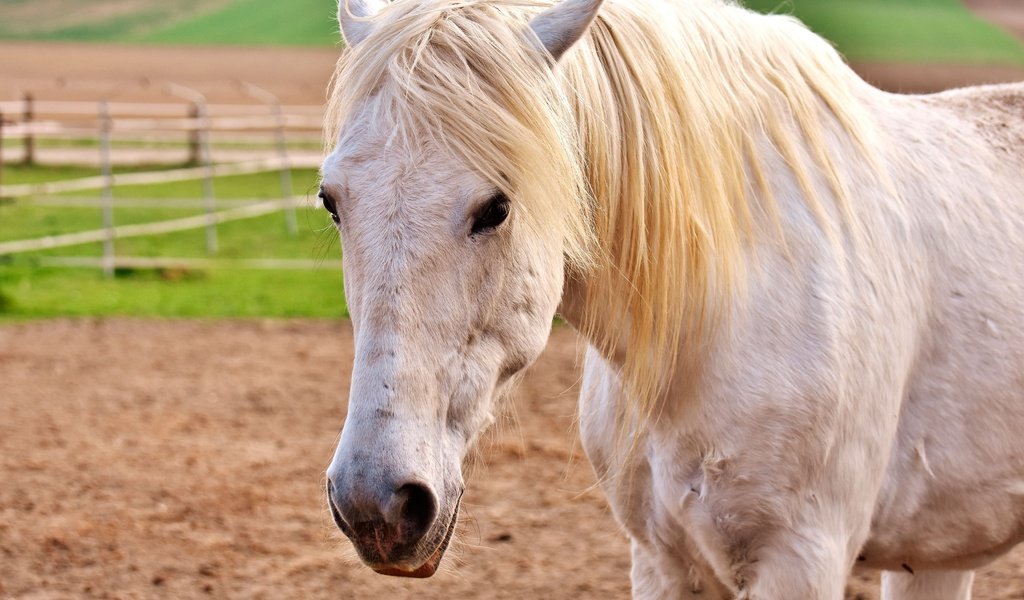 Обои глаза, морда, лошадь, взгляд, конь, грива, белая, eyes, face, horse, look, mane, white разрешение 3840x2560 Загрузить