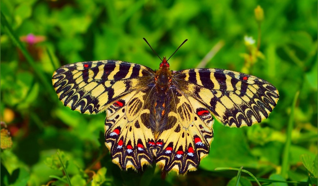 Обои макро, насекомое, бабочка, крылья, macro, insect, butterfly, wings разрешение 3008x1870 Загрузить