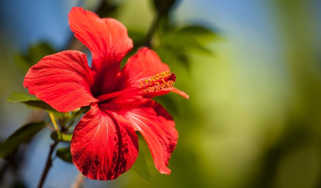 Обои макро, цветок, лепестки, боке, гибискус, macro, flower, petals, bokeh, hibiscus разрешение 2048x1365 Загрузить