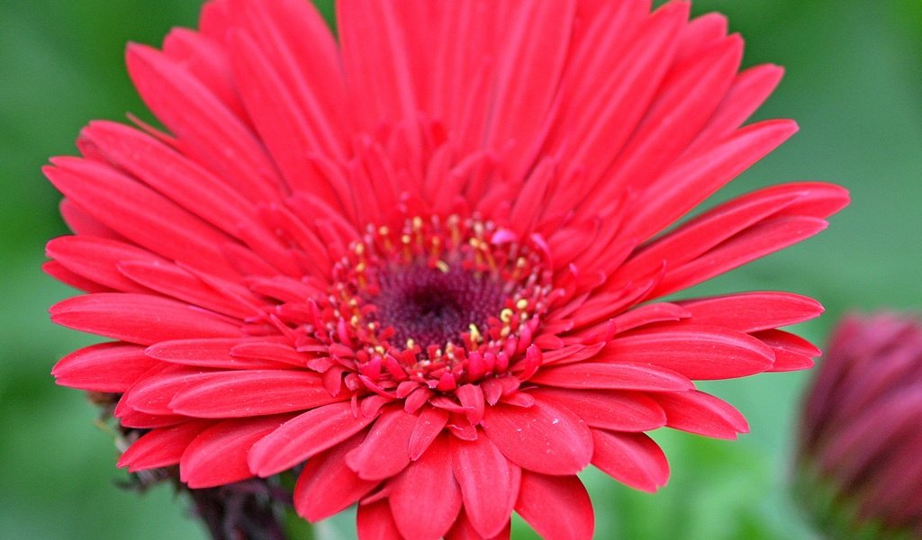 Обои макро, цветок, гербера, красный цветок, macro, flower, gerbera, red flower разрешение 3142x2827 Загрузить