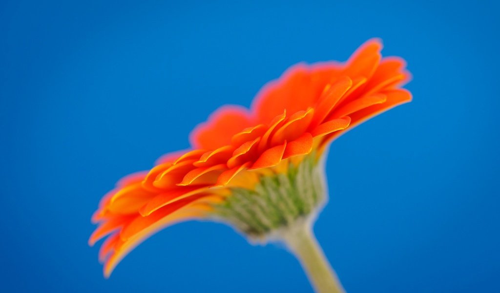 Обои макро, цветок, лепестки, гербера, macro, flower, petals, gerbera разрешение 2048x1365 Загрузить