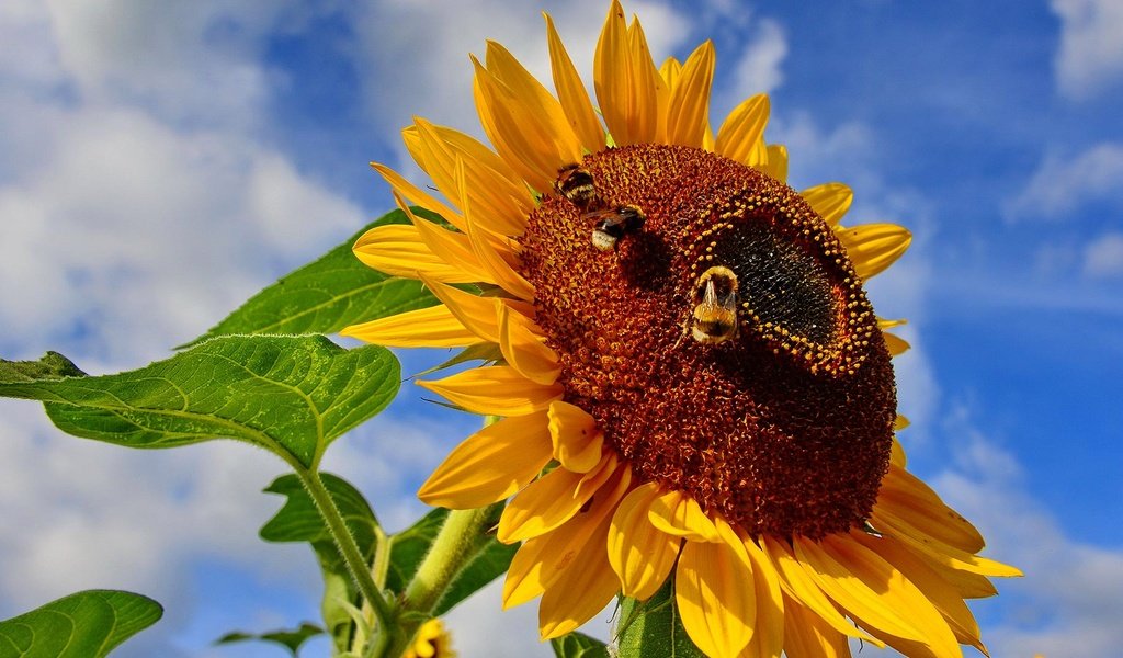 Обои небо, насекомое, цветок, подсолнух, пчела, шмель, the sky, insect, flower, sunflower, bee, bumblebee разрешение 1920x1080 Загрузить