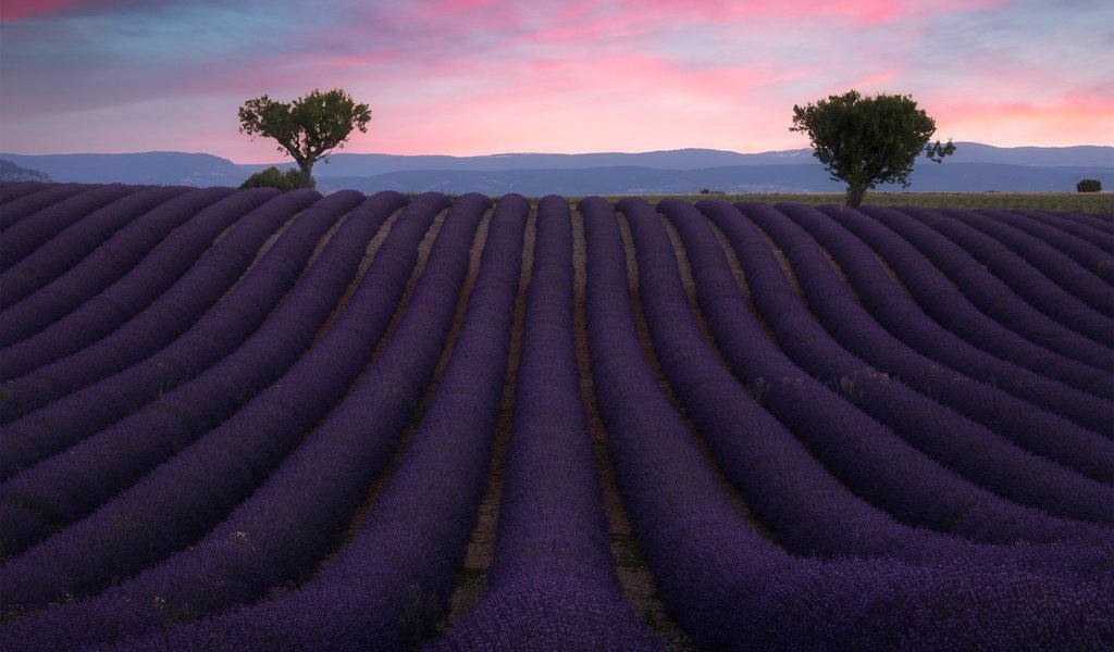 Обои небо, цветы, облака, деревья, поле, лаванда, the sky, flowers, clouds, trees, field, lavender разрешение 2880x1900 Загрузить