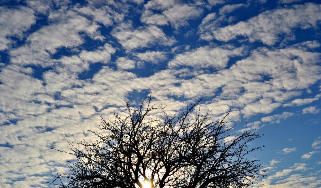 Обои небо, облака, солнце, дерево, the sky, clouds, the sun, tree разрешение 2449x1632 Загрузить
