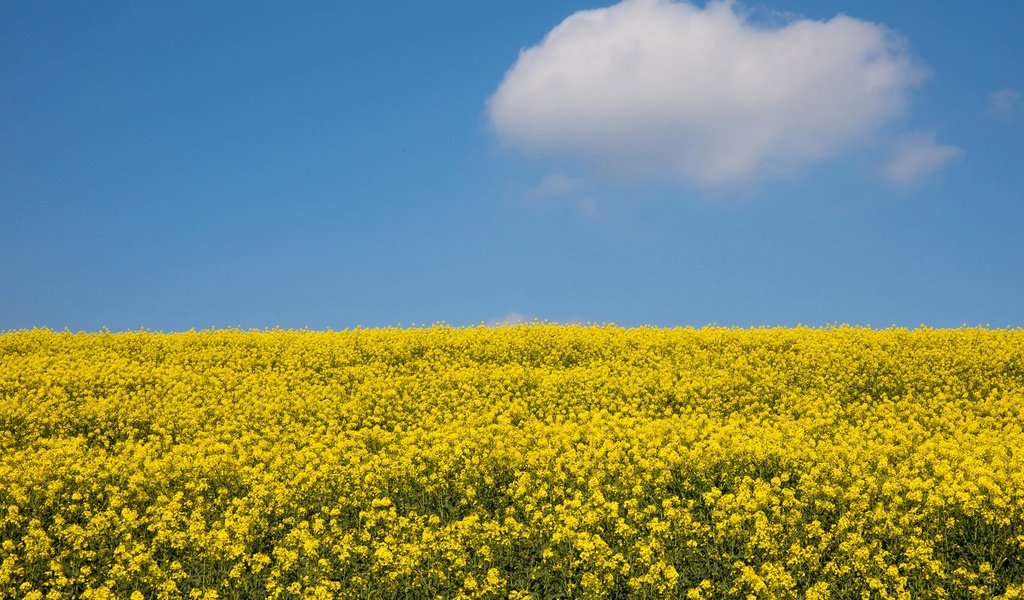 Обои небо, цветы, облака, солнце, поле, рапс, the sky, flowers, clouds, the sun, field, rape разрешение 3000x2020 Загрузить