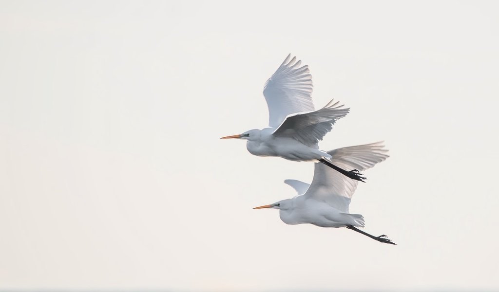 Обои небо, полет, крылья, птицы, цапля, the sky, flight, wings, birds, heron разрешение 2500x1669 Загрузить