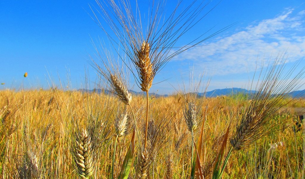 Обои небо, облака, природа, поле, колосья, пшеница, the sky, clouds, nature, field, ears, wheat разрешение 2048x1380 Загрузить