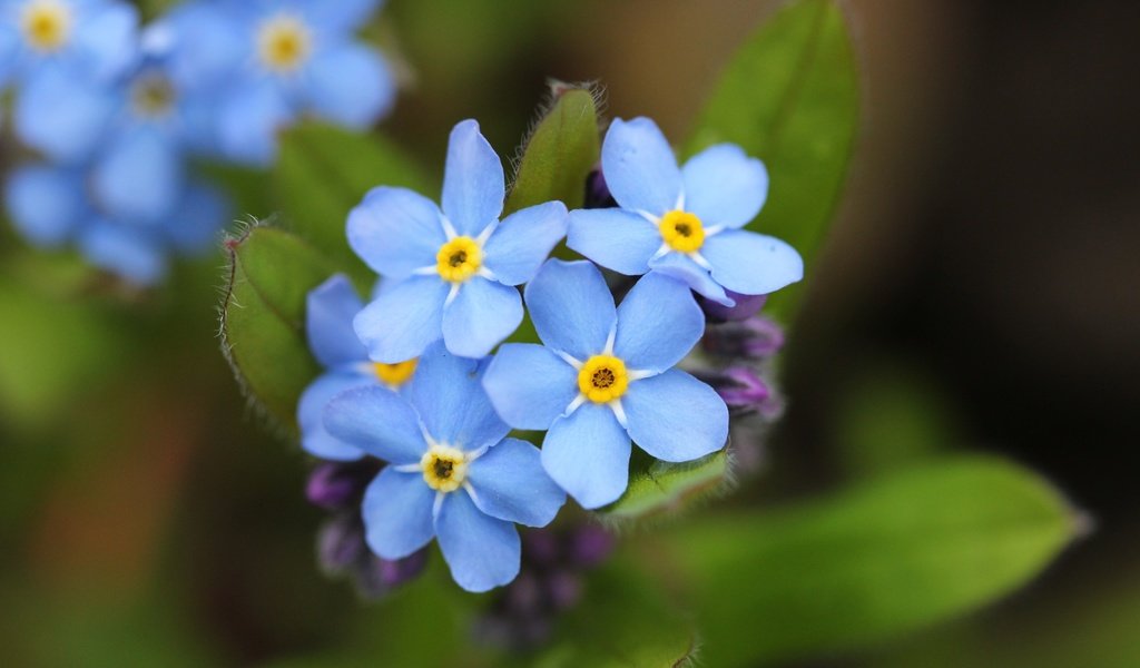 Обои цветы, лепестки, незабудки, голубые, flowers, petals, forget-me-nots, blue разрешение 3840x2560 Загрузить