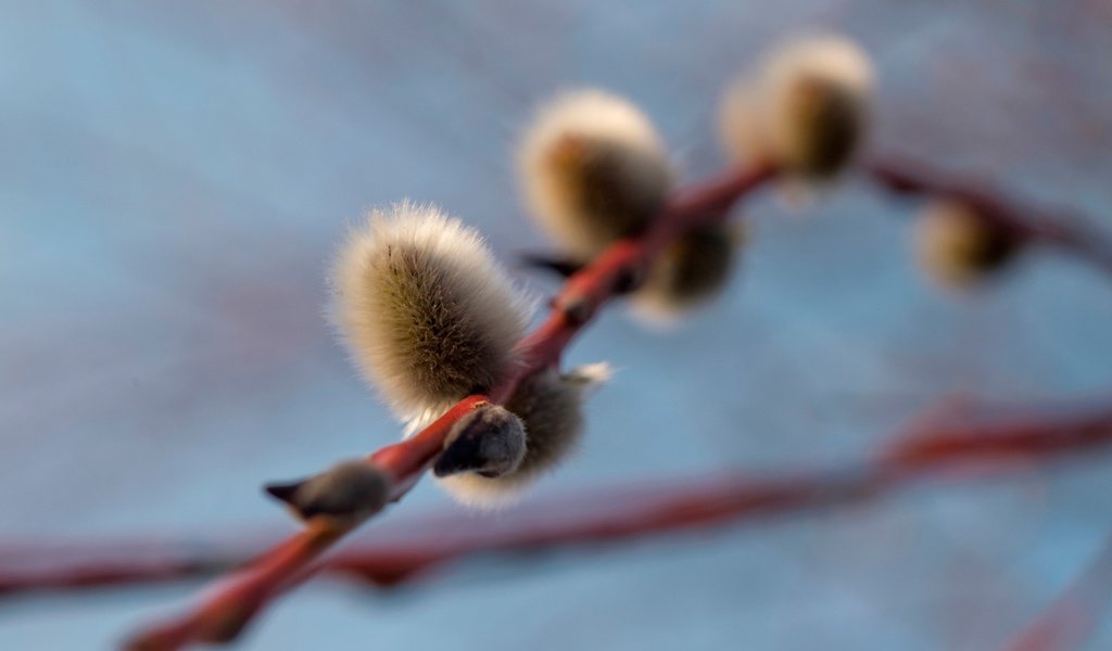 Обои ветка, природа, фон, весна, почки, верба, branch, nature, background, spring, kidney, verba разрешение 3840x2765 Загрузить