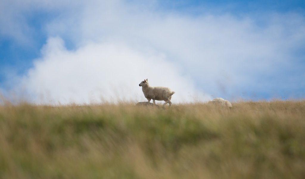 Обои небо, трава, облака, поле, баран, овца, the sky, grass, clouds, field, ram, sheep разрешение 3543x2362 Загрузить