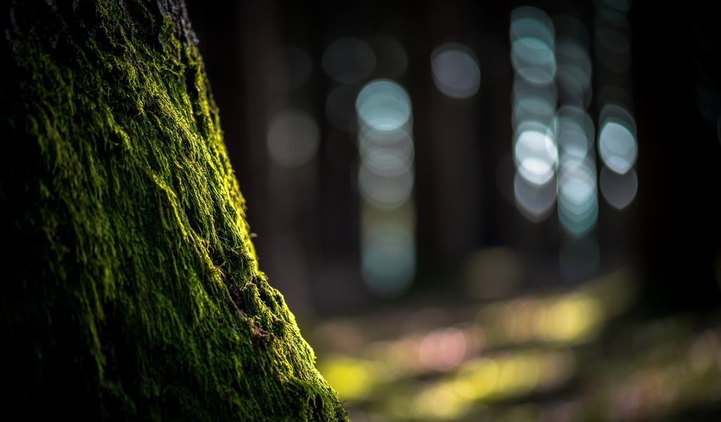 Обои природа, дерево, блики, мох, ствол, nature, tree, glare, moss, trunk разрешение 2560x1609 Загрузить