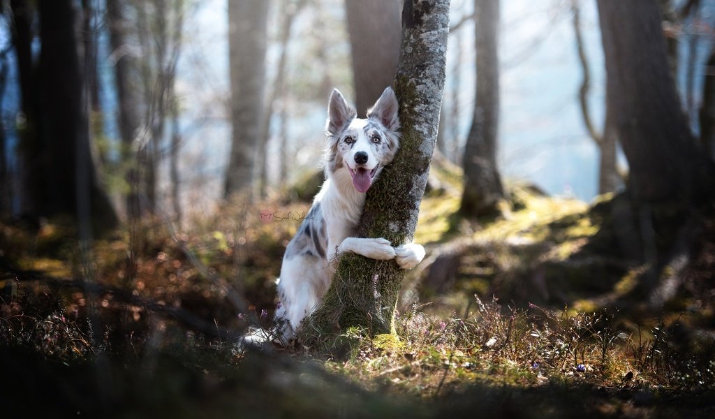 Обои природа, дерево, собака, бордер-колли, nature, tree, dog, the border collie разрешение 2048x1367 Загрузить