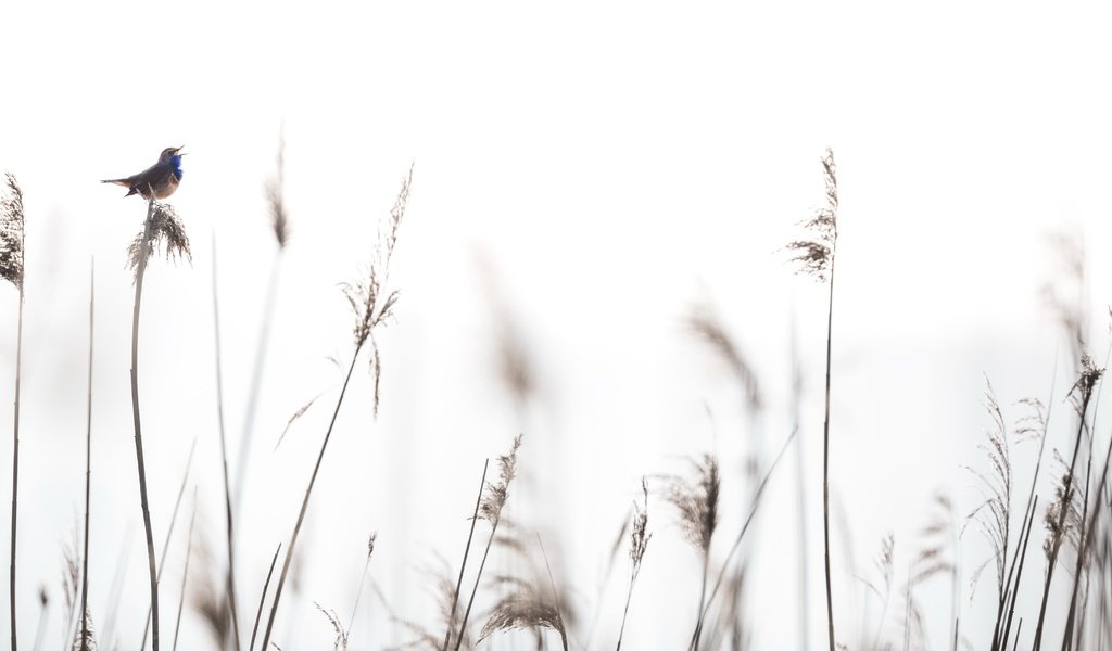 Обои трава, природа, фон, птица, колоски, grass, nature, background, bird, spikelets разрешение 3821x2139 Загрузить