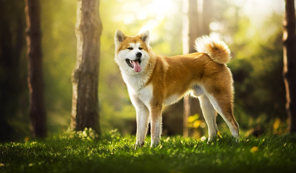 Обои природа, собака, рыжая, язык, ame, сиба-ину, акита, dackelpuppy, nature, dog, red, language, shiba inu, akita разрешение 2048x1331 Загрузить