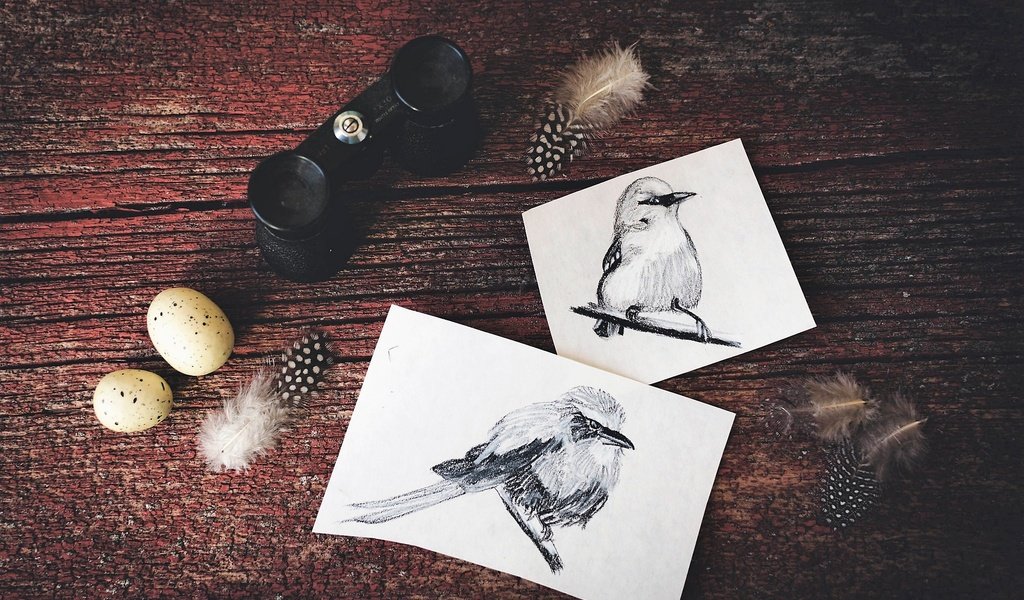 Обои птицы, рисунки, перья, яйца, птичка, бинокль, birds, drawings, feathers, eggs, bird, binoculars разрешение 2048x1365 Загрузить