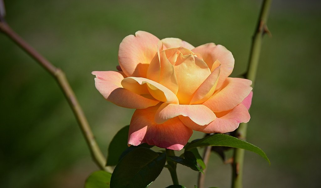 Обои цветок, роза, лепестки, боке, flower, rose, petals, bokeh разрешение 5013x3274 Загрузить