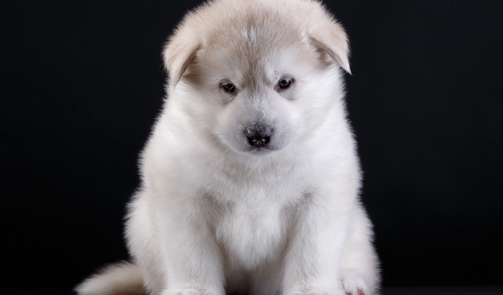 Обои глаза, мордочка, взгляд, собака, щенок, порода, акита, eyes, muzzle, look, dog, puppy, breed, akita разрешение 3000x2072 Загрузить