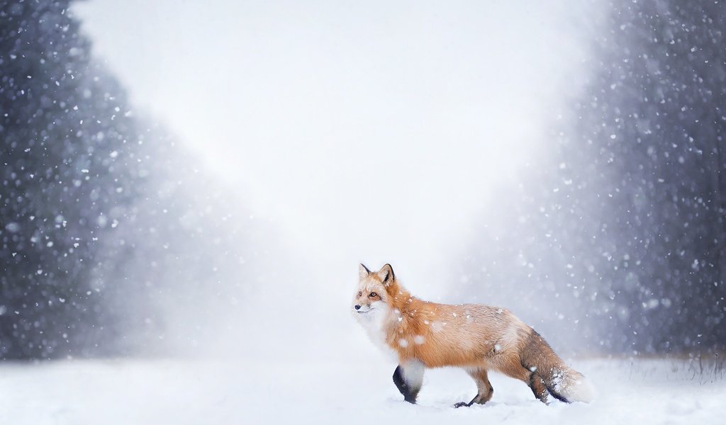 Обои снег, природа, лес, зима, лиса, лисица, хвост, snow, nature, forest, winter, fox, tail разрешение 2048x1365 Загрузить