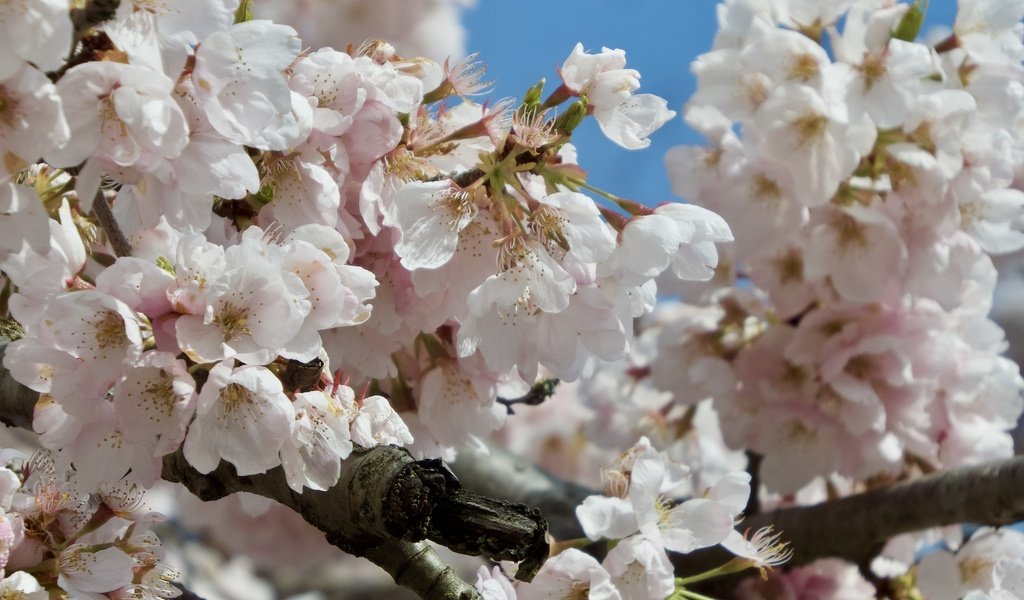 Обои цветение, ветки, весна, сакура, flowering, branches, spring, sakura разрешение 2048x1536 Загрузить